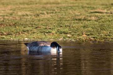 Kanadagänse baden in einem Teich