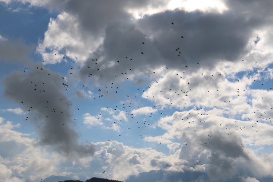 Oiseaux en vol avec nuages en arri&egrave;re-plan