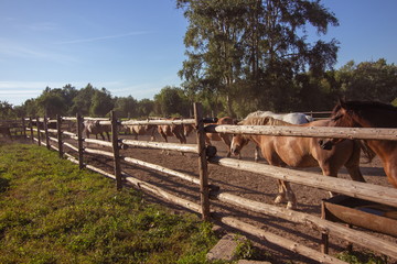 Horses in the stable and in the pen in the sun