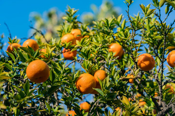 Mature orange hanging on the tree