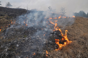 The pine forest burns dry grass