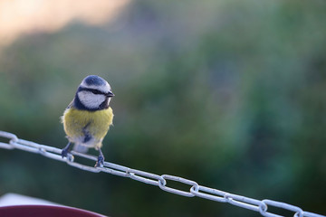 m&eacute;sange bleue prise sur le vif