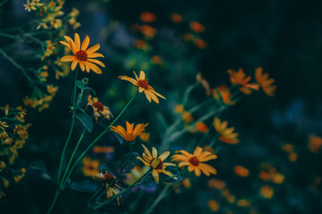 Fototapeta na wymiar yellow daisies flower bed