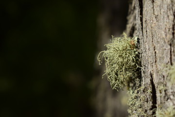 un musgo que crece en el bosque patagonico adherido a otra planta