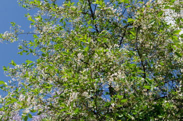Fototapeta na wymiar A blooming apple tree against a blue sky. Awakening of nature. The concept of spring.