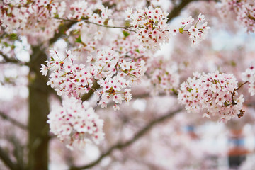 Beautiful tree in full bloom