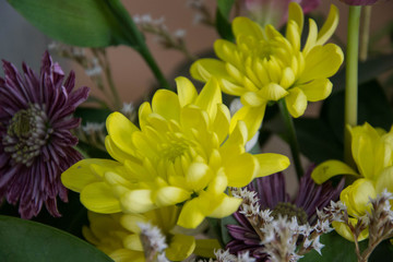 Bunch of pretty chrisantemum in a flowershop, close-up, yellow and pink flowers, blooming bouquet for 8 march, mother's day, women's day, valentine's day