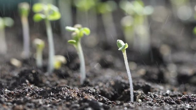 Close up of farmland with tiny, little or small green plenty plants growing in the soil field grownd. Farmer or irritation system watering it, care and support new stem life