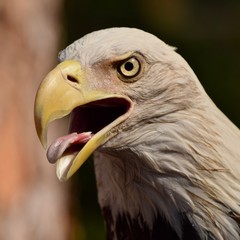 bald eagle bird head eye open beak tongue saliva close up