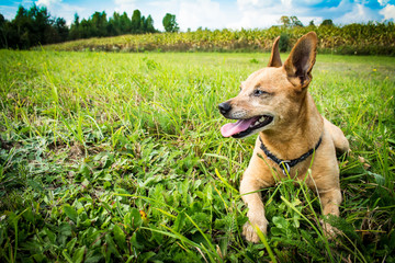 Dog breed miniature pinscher with tongue hanging out on the nature in the park in summer close-up