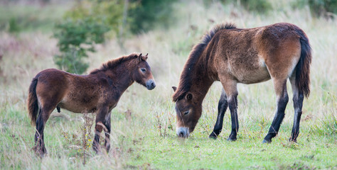 Naklejka na ściany i meble exmoor ponies in the landscape