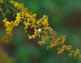 engagement ring wedding ring on yellow flowers
