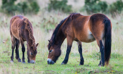 Fototapeta premium exmoor ponies in the landscape