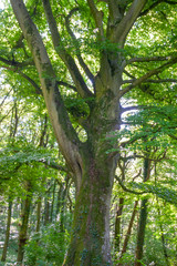 walk in a forest