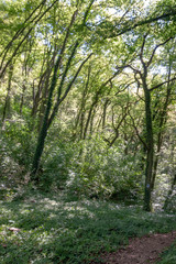 Fototapeta premium walk in a forest