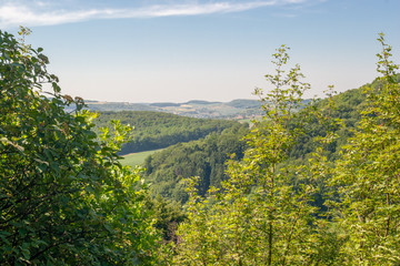 walk in a forest