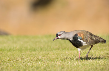 Southern Lapwing on the Grass. Tero. 