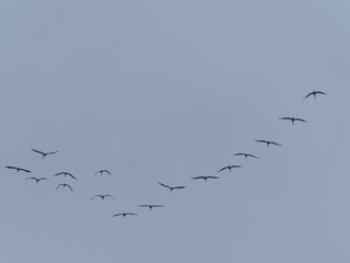 Kraniche im Formationsflug