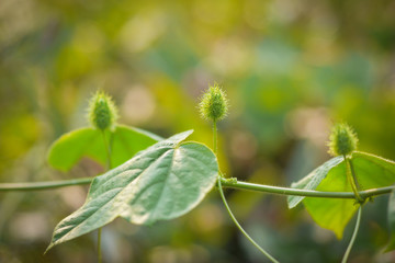 leaf