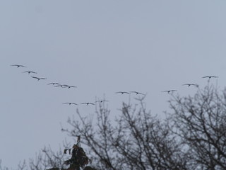 Kraniche über Baumwipfel