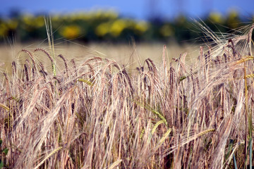 Triticum ft7106_0276 Grano Trigo