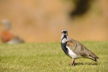 Southern Lapwing on the Grass. Tero. 