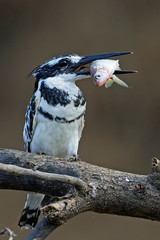 Pied kingfisher (Ceryle rudis)