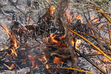 Brushwood burning in fire