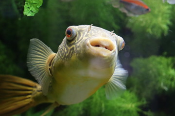 Blowfish