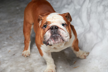 Obraz premium english bulldog on snow night lighting