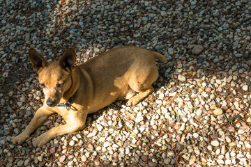 Dog breed miniature pinscher on the nature in the park in summer close-up
