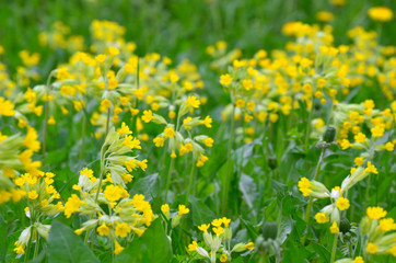 many clusters of yellow primroses in spring field