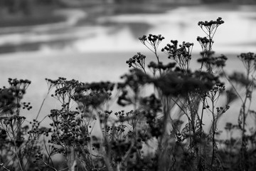 Dried up fall flowers in a meadow