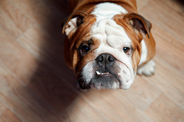  english bulldog looking into the camera on the background of brown