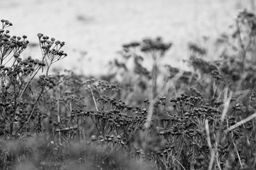 Dried up fall flowers in a meadow