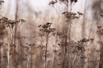 Obraz premium Dried up fall flowers in a meadow