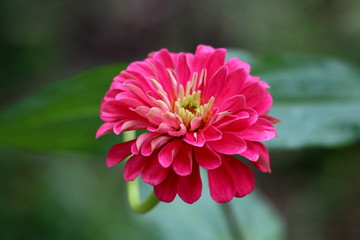 Amazing multi layered Zinnia flower with fully open blooming layered pink petals with white center surrounded with green leaves in local garden on warm sunny day