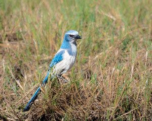Florida Scrub Jay 02