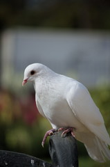 A dove at Parque de Maria Luisa, Seville