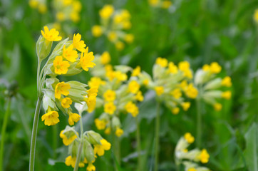 many clusters of yellow primroses in spring field