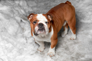 Obraz premium english bulldog on snow night lighting