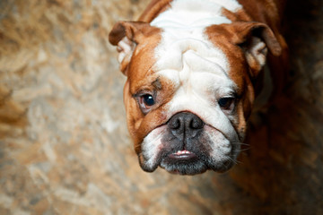 english bulldog looking at the camera