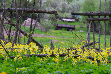 blooming primrose in the old garden and a hole in the fence