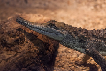 Small American Alligator