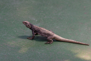 Lizard on a Green Floor