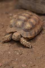 African Spurred Tortoise