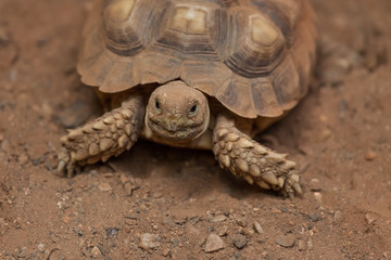 African Spurred Tortoise