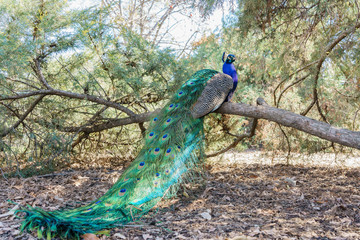 Peacock sitting on a branch