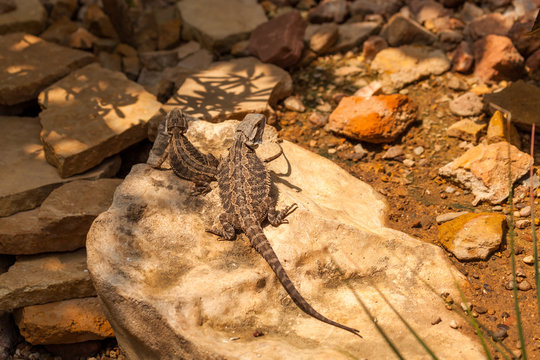 Greater Short Horned Lizard