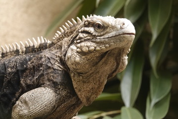 An iguana at the zoo in Antwerp.